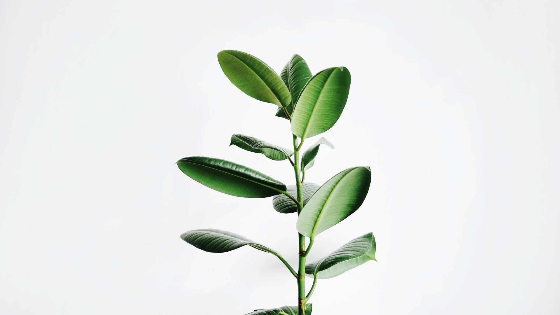 A green plant with leaves in front of a white background